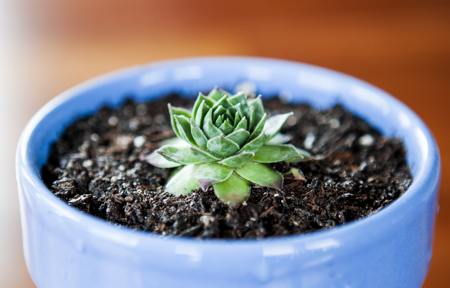 Hen and chicks plant