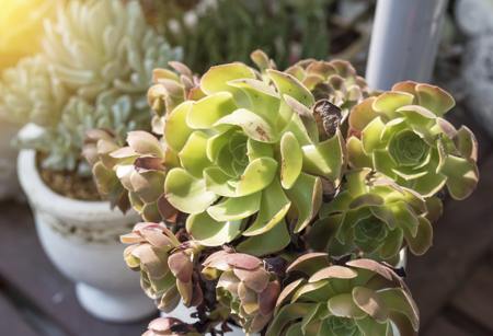 Sunlight on hen and chicks plant