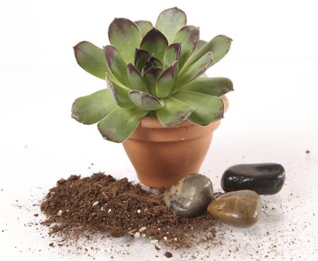 Hen and chicks plant with soil
