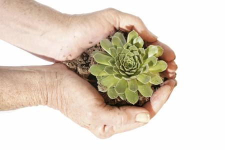 Hen and chicks plant in hand