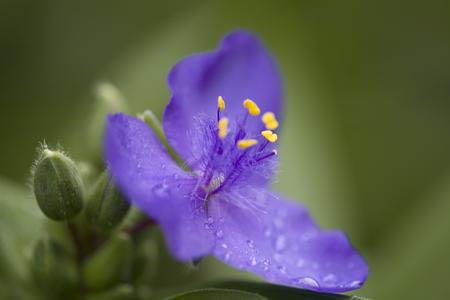 purple flower