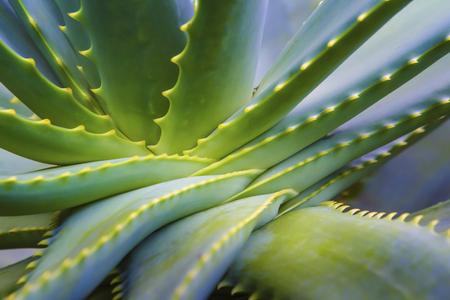 aloe vera