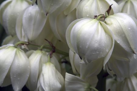 white flowers