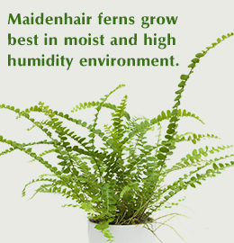 Fact about maidenhair ferns