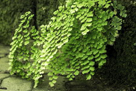Maidenhair fern plant