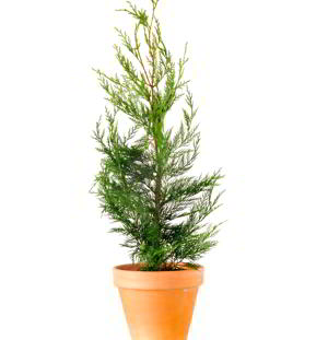 Coniferous tree