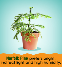 Norfolk pine care tips