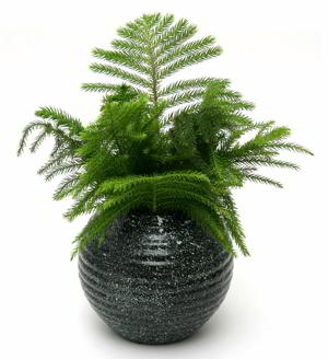 Araucaria in vase