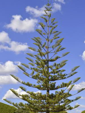 Norfolk pine tree