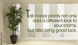 Tall indoor plants