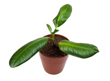 rubber-plant