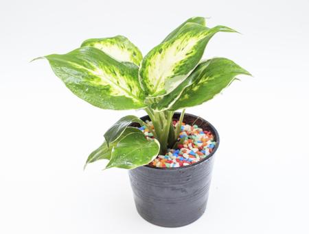 dieffenbachia