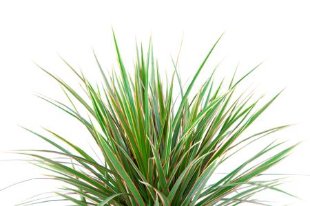 dracaena-leaves