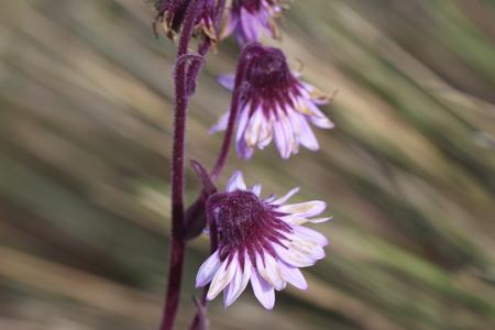 purple-flowers-plant