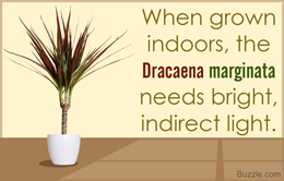 Fact about Dracaena marginata