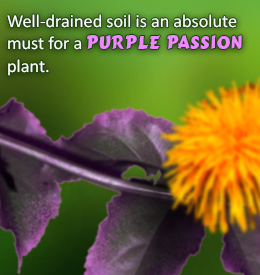 Tip to care of a purple passion plant