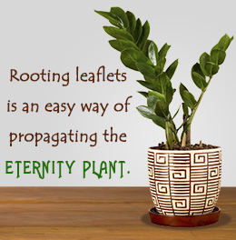 Tip to care for an eternity plant