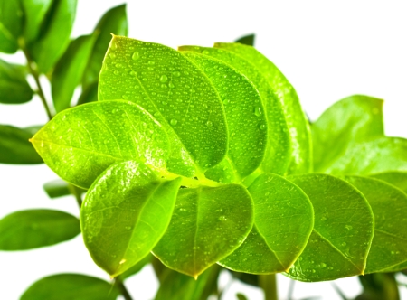 Leaves of the eternity plant