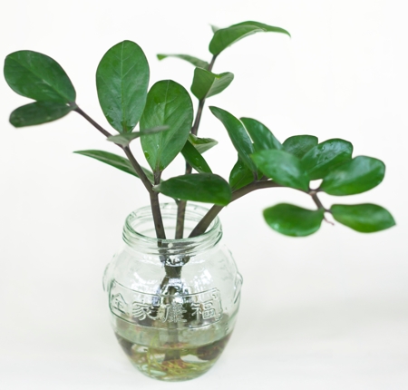 Eternity plant stem cuttings in water