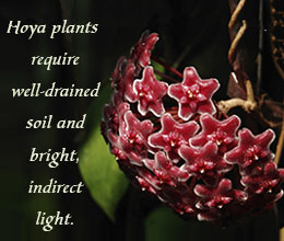 Hoya plant care tips
