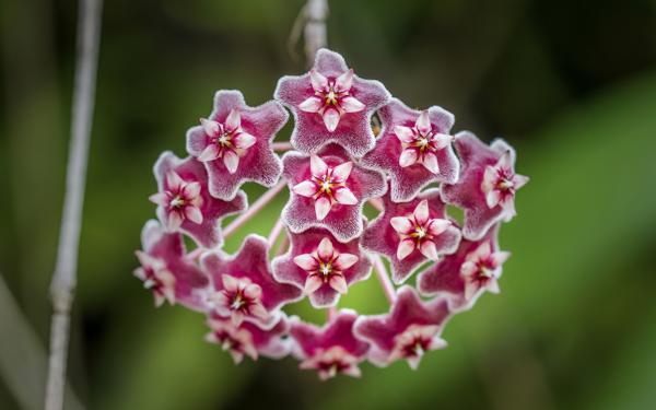 Pink hoya flower