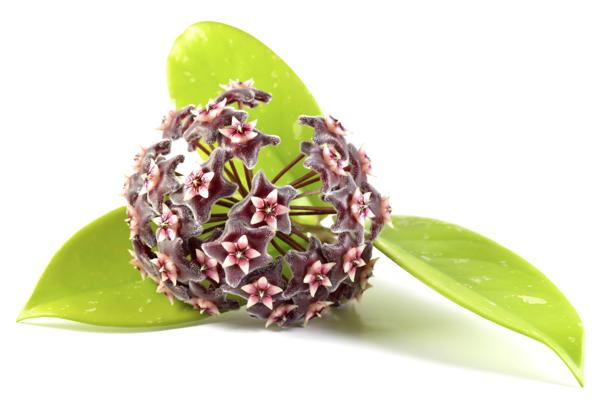 Hoya flower