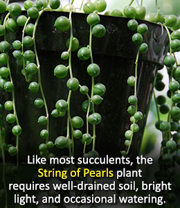 String of Pearls plant care tips