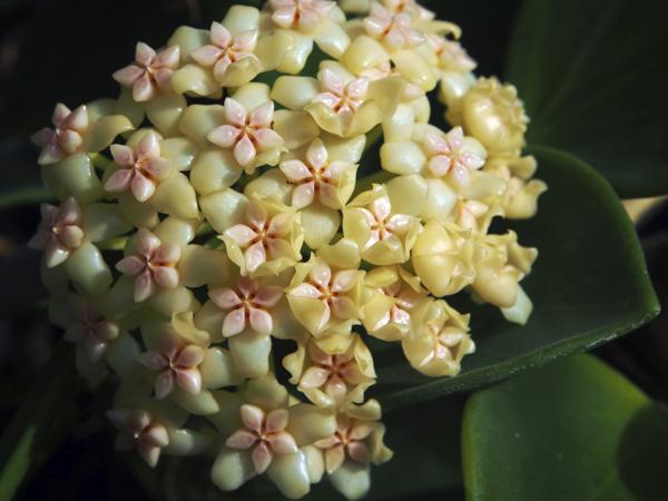 Yellow hoya flower