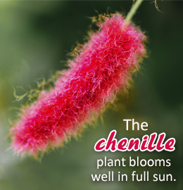 Chenille plant fact