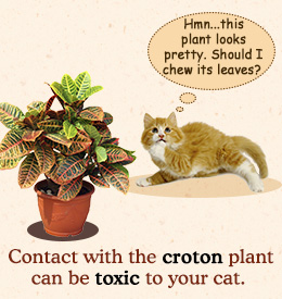 Contact with croton plant toxic to cats