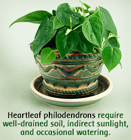 Heartleaf philodendron care tips