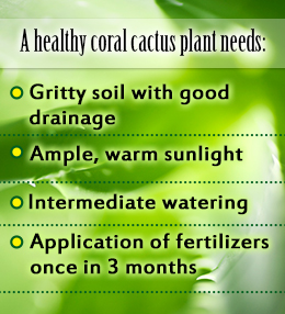 Tips to grow and care for a coral cactus plant