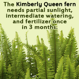 Tips to take care of Kimberly Queen ferns