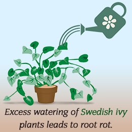 Tip to care for Swedish Ivy house plants