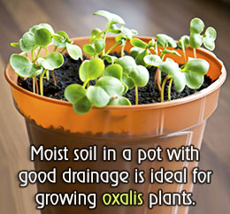 Tip to grow Oxalis plants