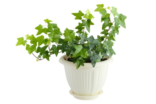 English Ivy