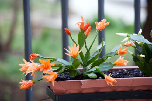 Christmas Cactus