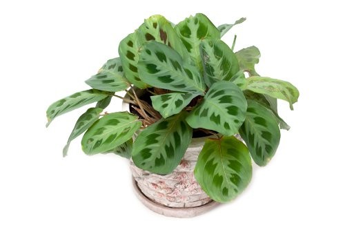 Prayer Plant