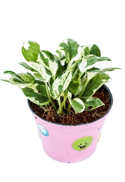 Pothos Indoor Plant