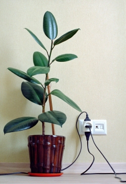 Rubber Houseplant in Office