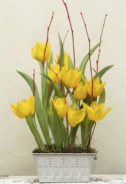 Arrangement of Yellow Tulips in Pot
