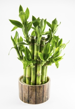 Isolated Indoor Lucky Bamboo Plant