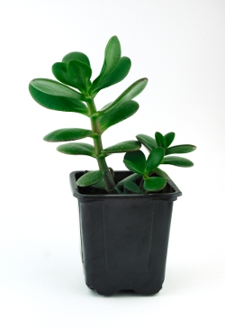Jade Plant for Indoors