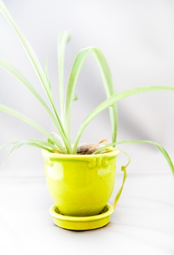 Delicate Spider Plant for Indoors