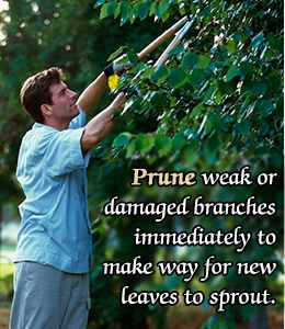 Tips to prune orange trees