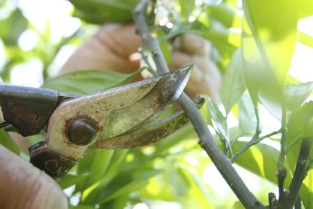 Orange tree