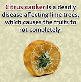 Lime tree disease - citrus canker