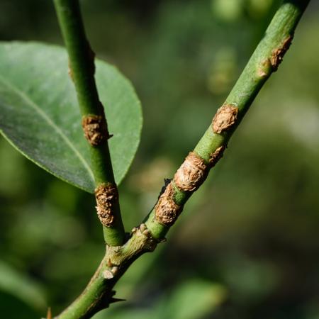 Stem problem of lime tree