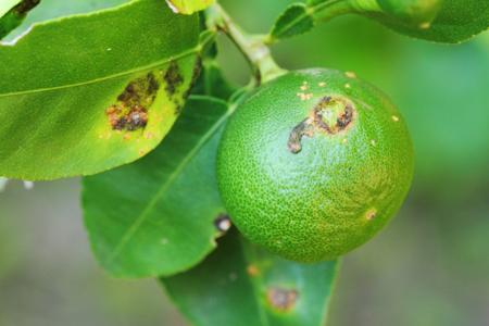 Citrus canker