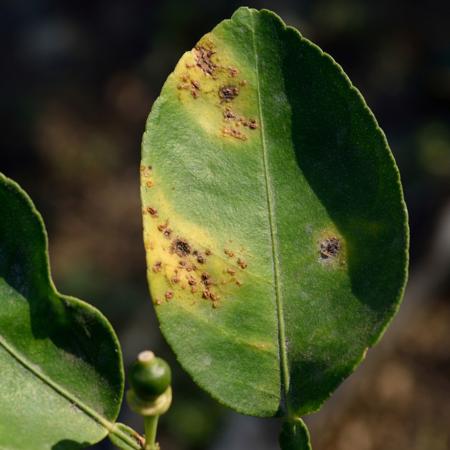 Leaves problem of lime tree